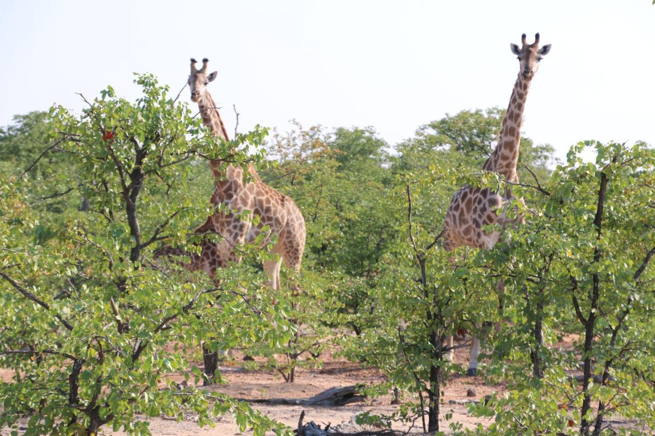 La Lechere Guest House Phalaborwa Exterior foto